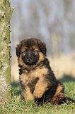 BERGER ALLEMAND 838